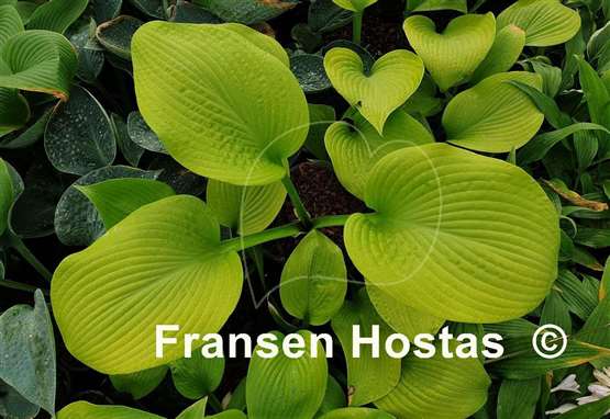 Hosta Krugerrand